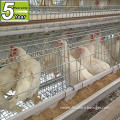 chicken cage transport